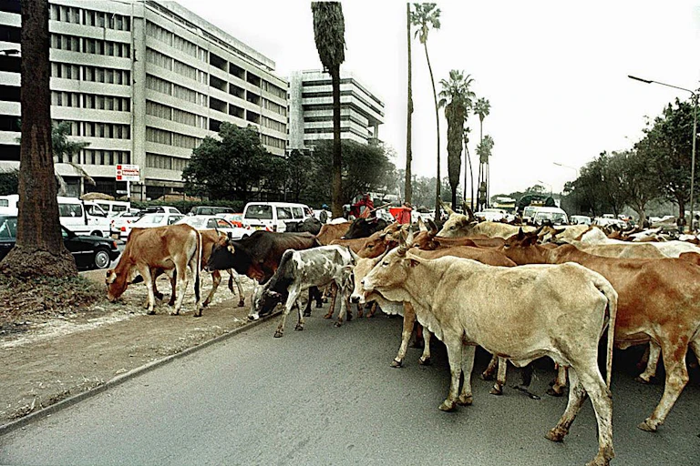 Herd of cattle in the road in a city