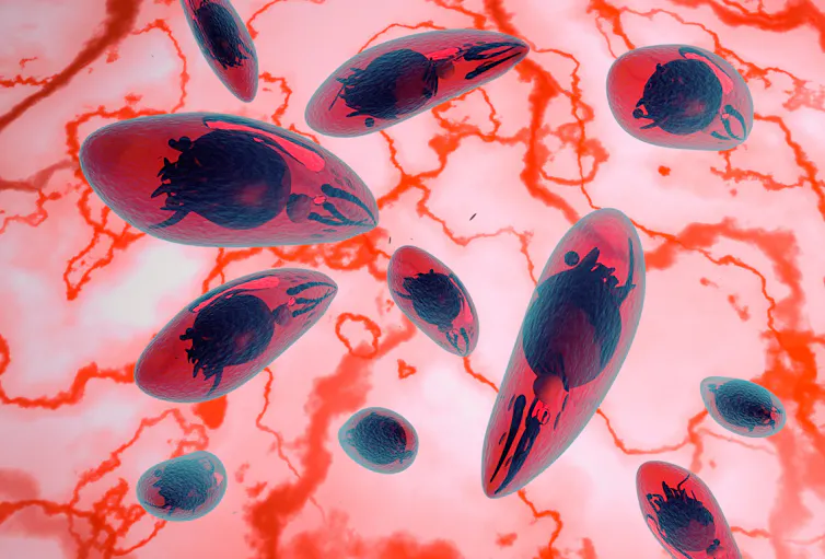 An illustration of __Toxoplasma gondii_ cells inside the body.