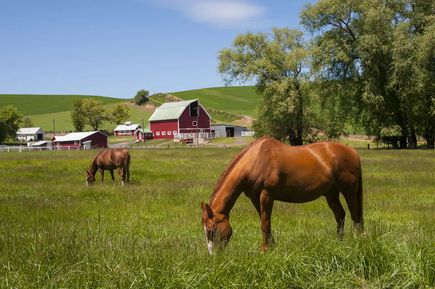 Why Are Barns Painted Red Why are barns painted red