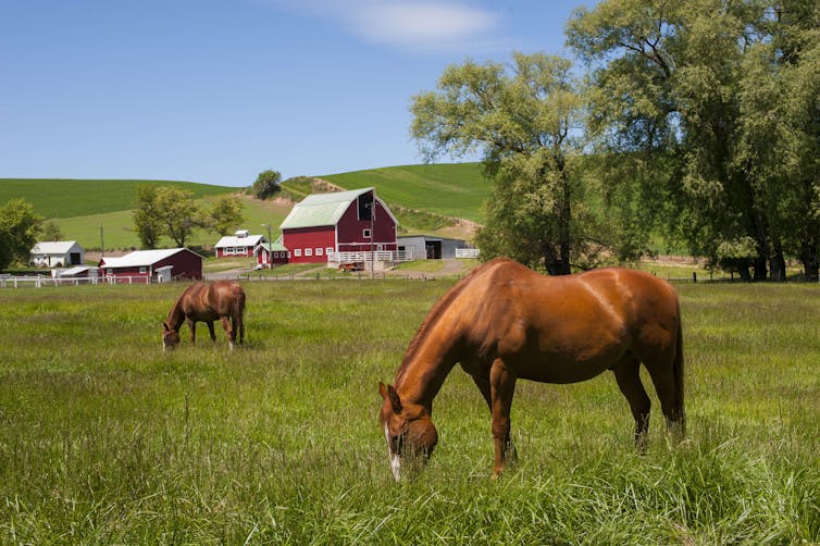 Horses in field with red barn in background.