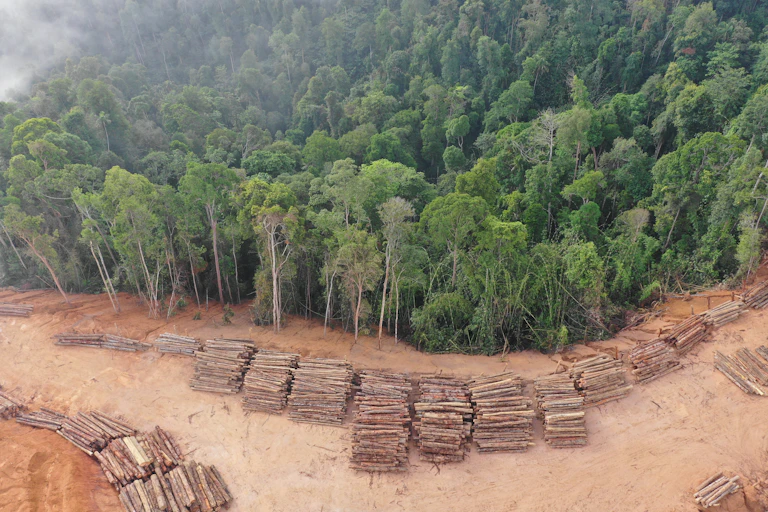 A forest is logged