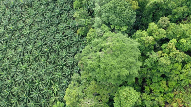 A forest is next to a palm oil plantation.