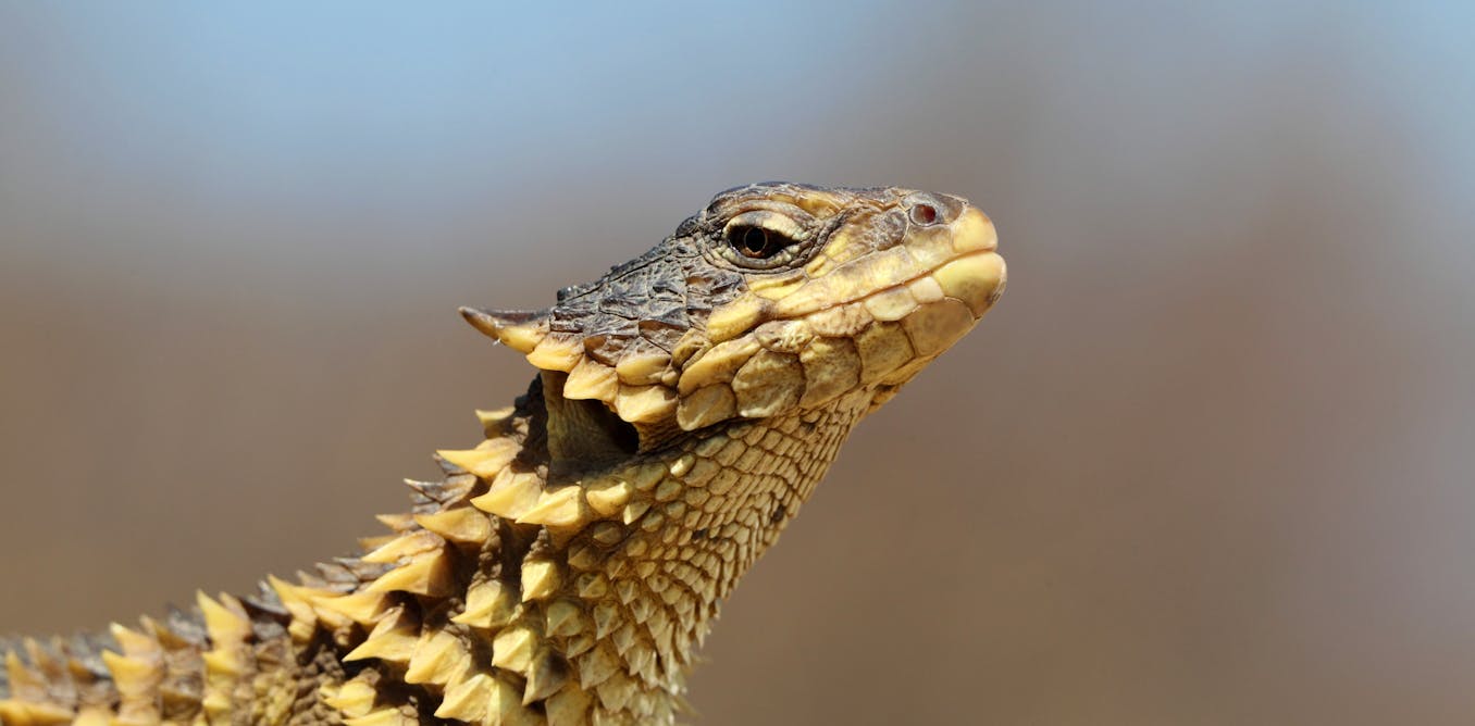 Vulnerable lizard species gets hot and bothered in rising temperatures