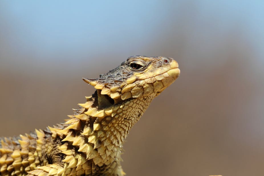 Vulnerable lizard species gets hot and bothered in rising temperatures