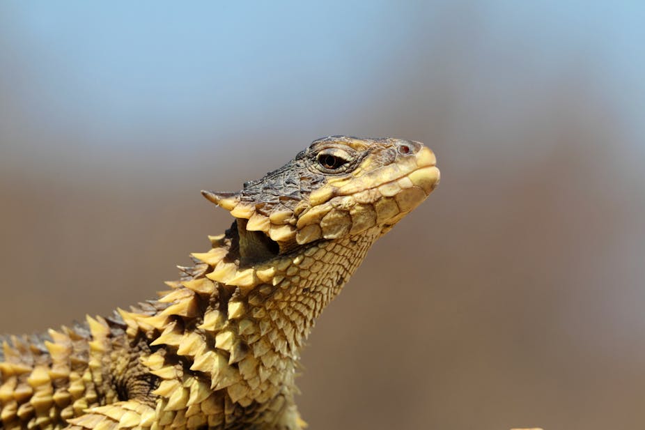 A lizard with almost dragon-like scales looks to the right. Its scales are yellow and the top of its head around its eye are a browny-green.