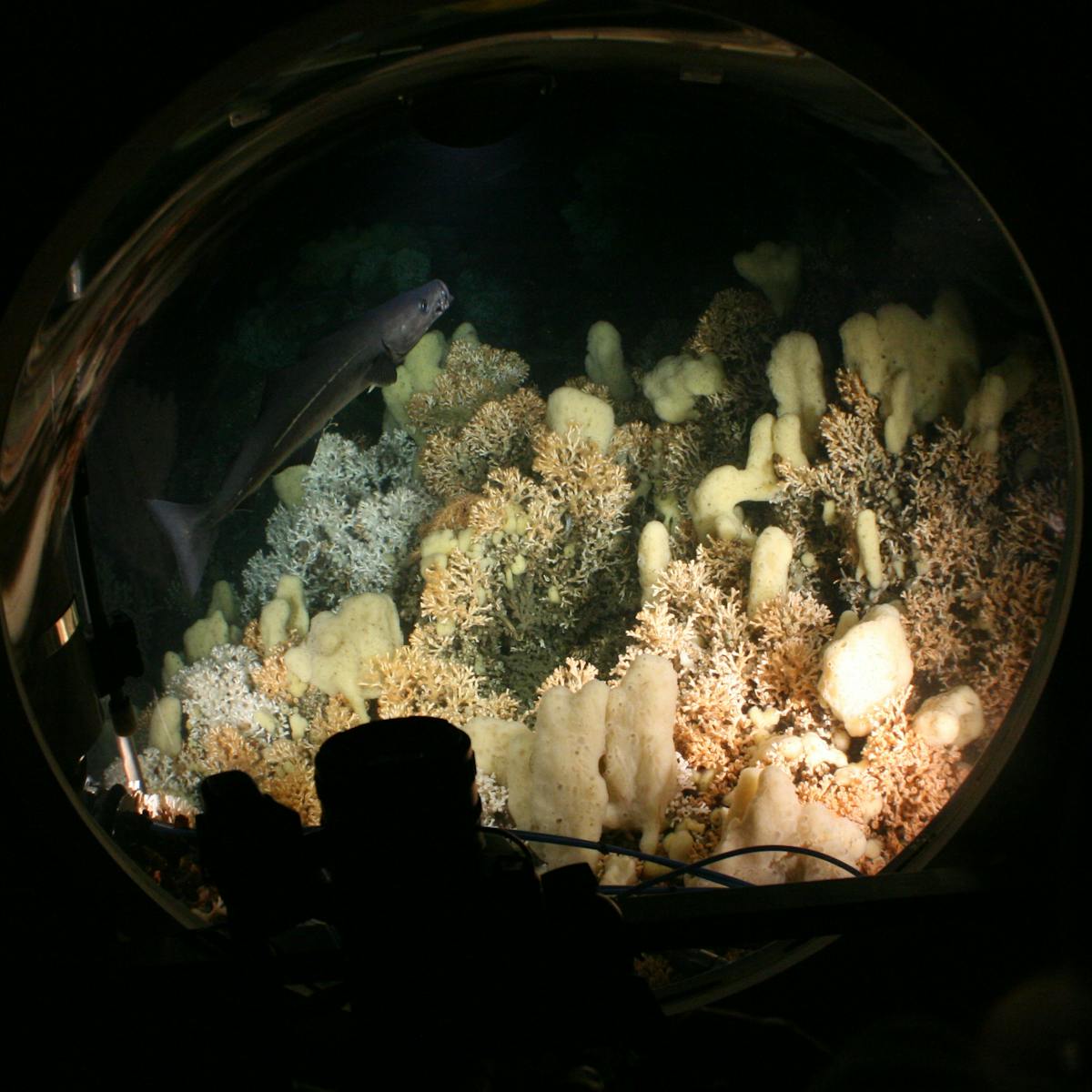 cop26 scotland s coral reefs are on the line at glasgow climate change summit