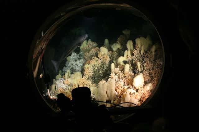Pale coral of various forms surrounded by darkness.