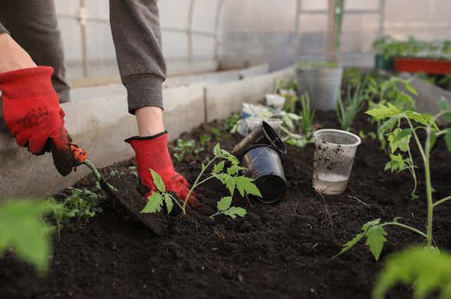 A person wearing red gloves plants a plant in soil
