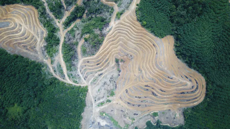 An aerial view of a deforested landscape.