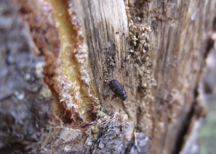 A black beetle on a piece of wood.