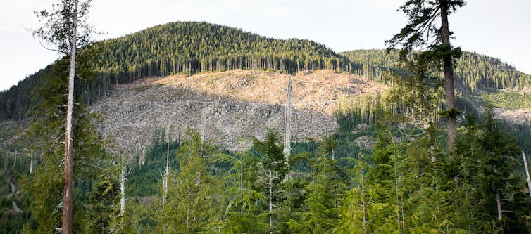 A forested hillside missing a large section of trees.