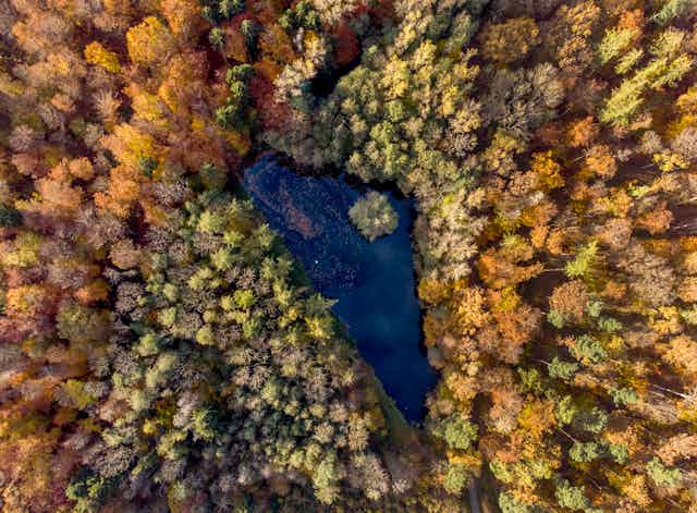 aerial view of boreal forest in the fall