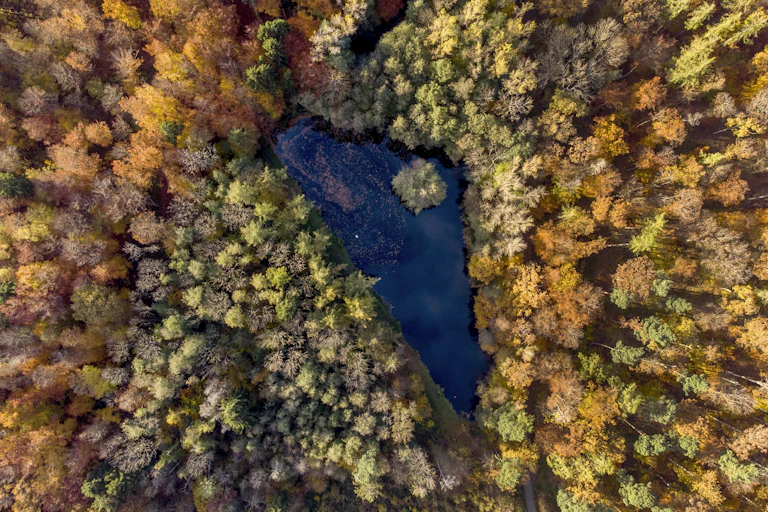 aerial view of boreal forest in the fall