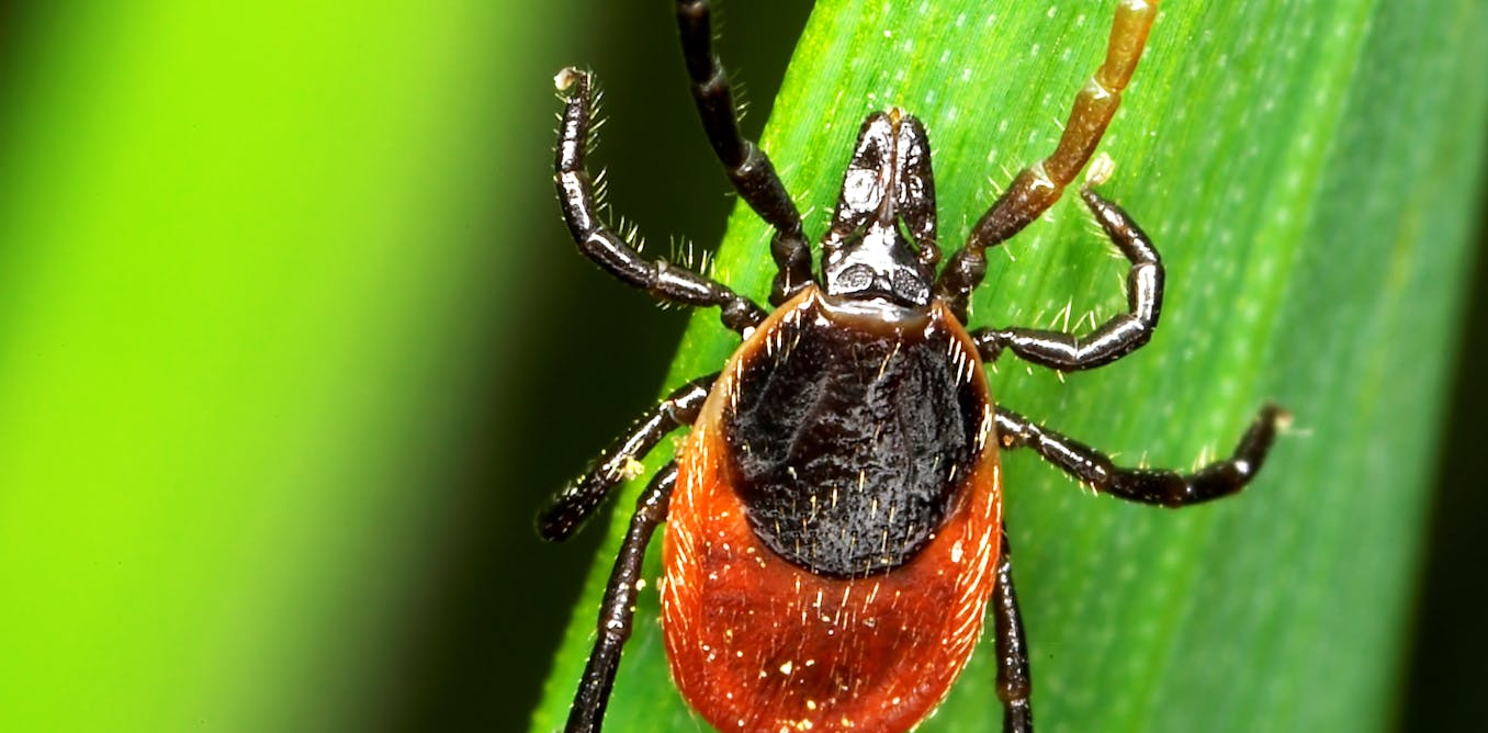 Tick management programs could help stop Lyme disease, but US funding is inadequate