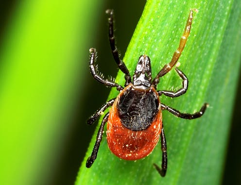 Tick management programs could help stop Lyme disease, but US funding is inadequate