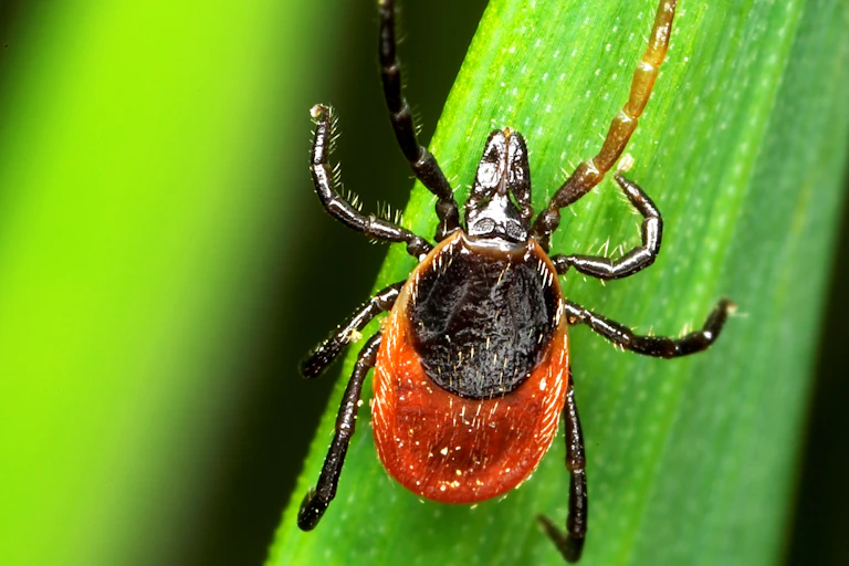 A tick, climbing vegetation.