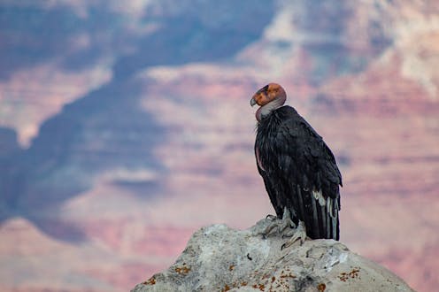 The endangered condor surprised researchers by producing fatherless chicks. Could 'virgin birth' rescue the species?