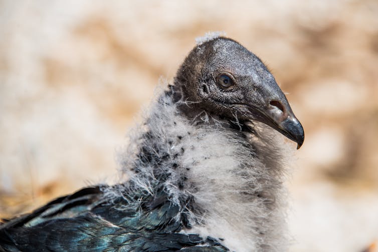 A condor chick