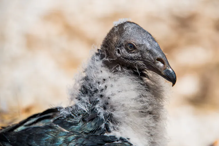poussin de condor
