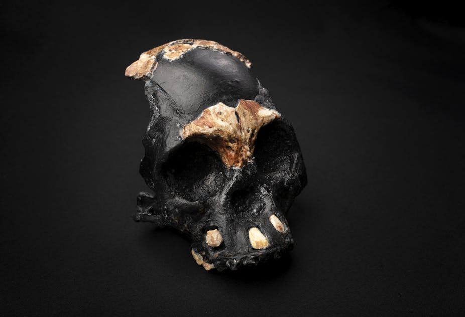 A small, partial human skull - all black, with the top of the head, the eyebrows and the teeth painted gold - is pictured against a black backdrop.