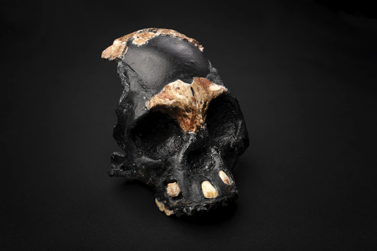A small, partial human skull - all black, with the top of the head, the eyebrows and the teeth painted gold - is pictured against a black backdrop.