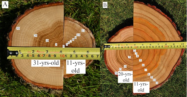 Images showing how trees grow more strongly when planted in diverse forests.