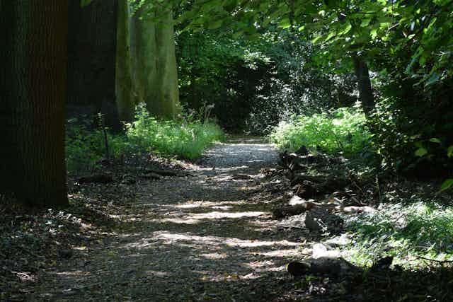 The Sand Walk, a path through trees outside the house where Charles Darwin lived.