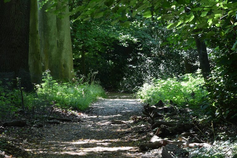 The Sand Walk, a path through trees outside the house where Charles Darwin lived.