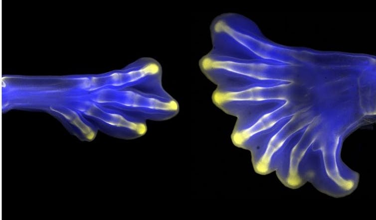 Hindlimbs from chick embryos.