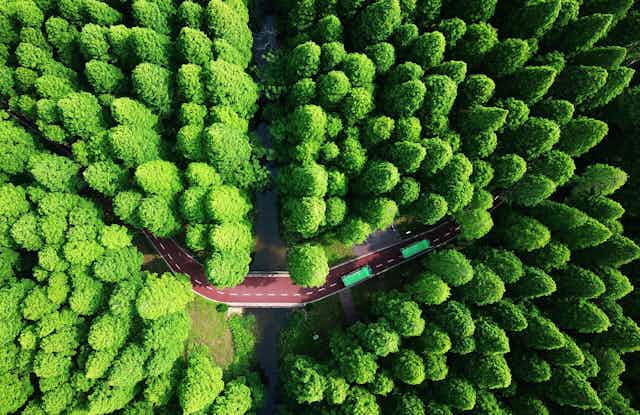 Aerial view looking down on rows of trees with a road running past them.