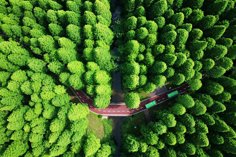 Aerial view looking down on rows of trees with a road running past them.
