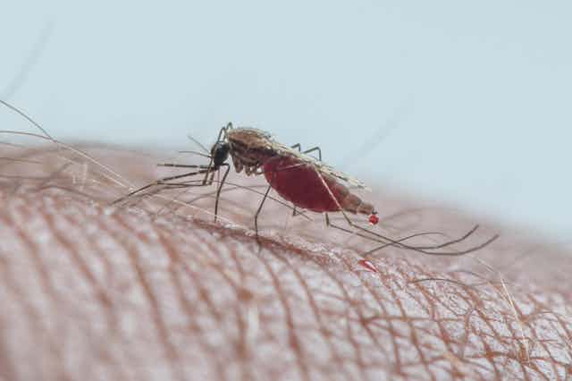 Close up of a blood feeding mosquito