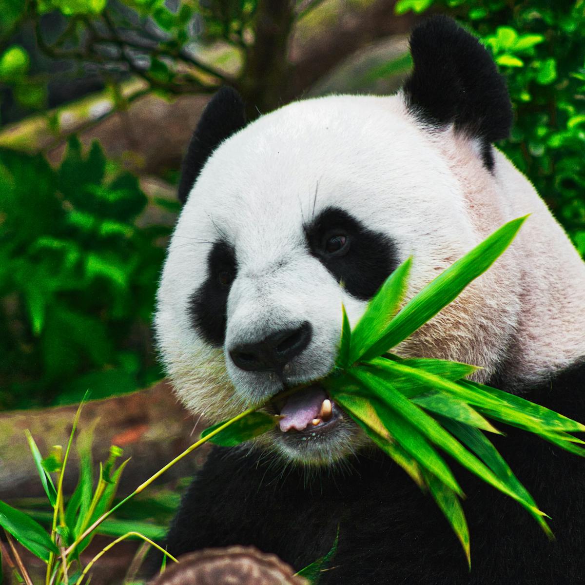 We discovered why giant pandas are black and white: here's how