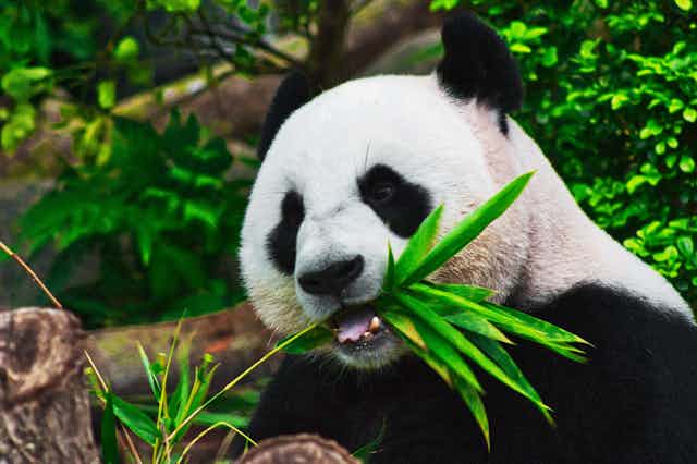 Panda in wild eating 
