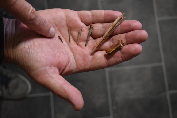 A hand holds thin fossilised bone fragments.