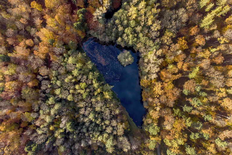 Vue aérienne d'une forêt boréale