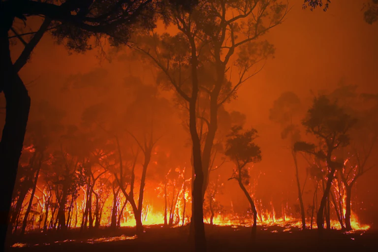 A raging bushfire