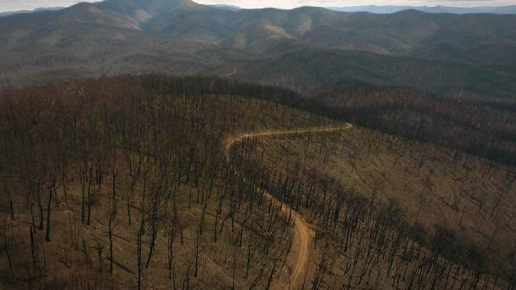 A charred landscape