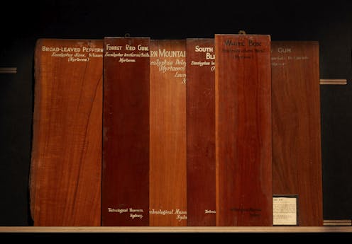 a new exhibition explores human relations with the Eucalyptus