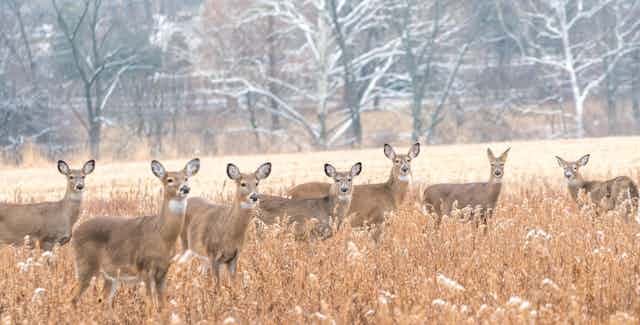 A herd of white-tailed deer
