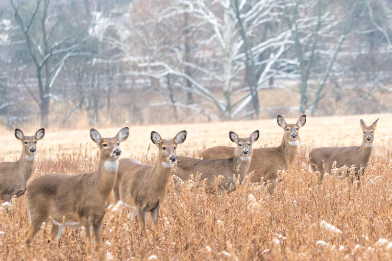 A herd of white-tailed deer