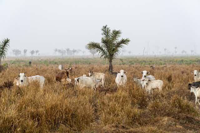 Cows stand in pasture with single palm tree