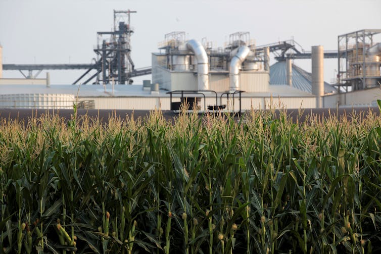 A field of corn growing in front of an industrial plant.