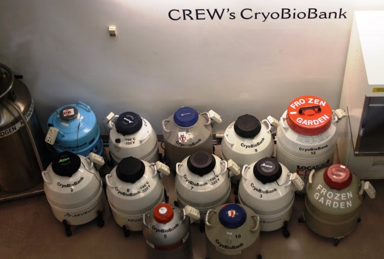tanks containing many frozen animal semen samples