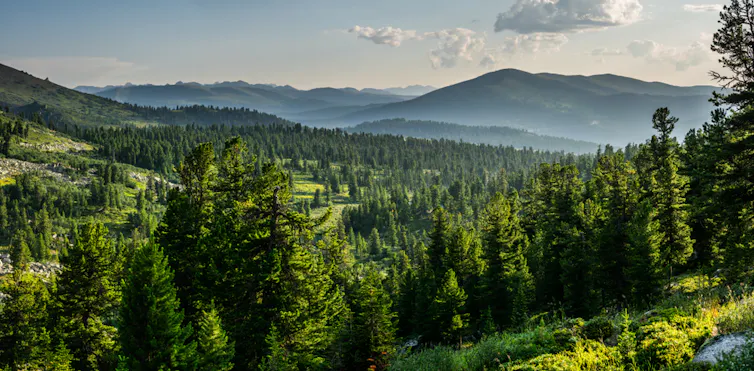 A forest is seen in Russia.
