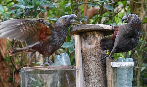 How Māori knowledge could help New Zealanders turn their concern for the environment into action