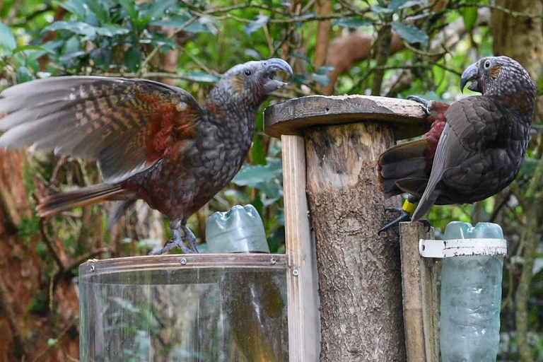 Kaka, a native parrot in New Zealand, at Zealandia Eco-sanctuary