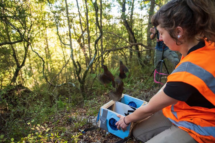 A conservation volunteer releases South Island saddlebacks, or tīeke in an ecosanctuary.