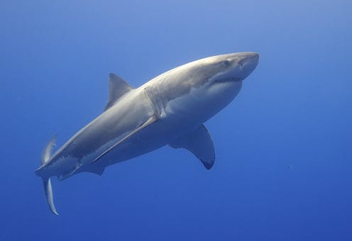 White sharks can easily mistake swimmers or surfers for seals. Our research aims to reduce the risk