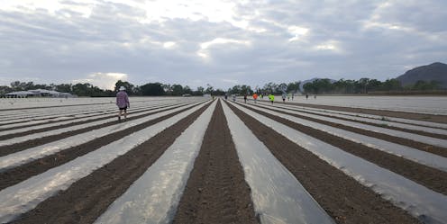 Australia needs better working conditions, not shaming, for Pacific Islander farm workers